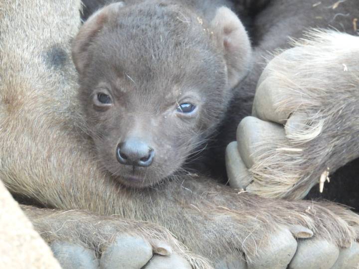 Close-up of a hyena cub nestled against its mother’s fur.