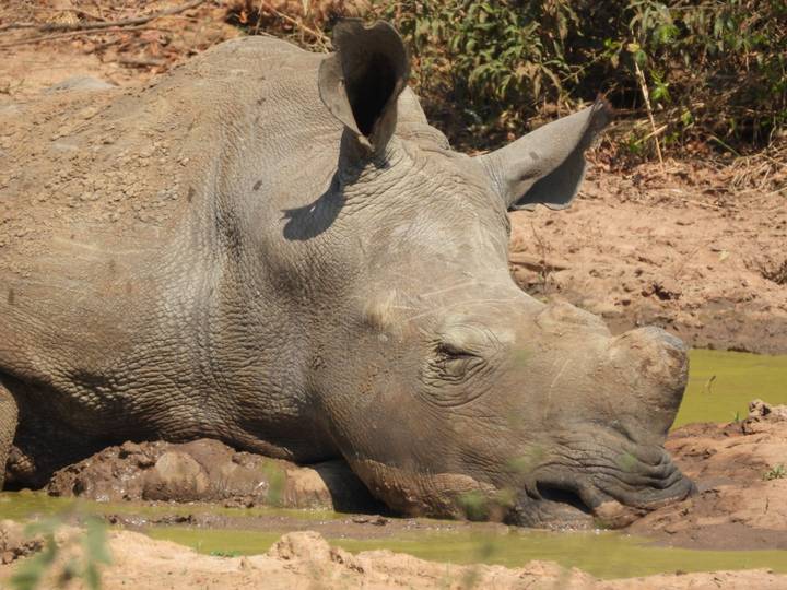 Side profile of a white rhinoceros wallowing in a muddy pool.