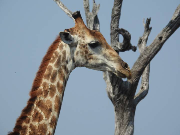 Close side view of a giraffe’s head and neck beside a weathered tree trunk.