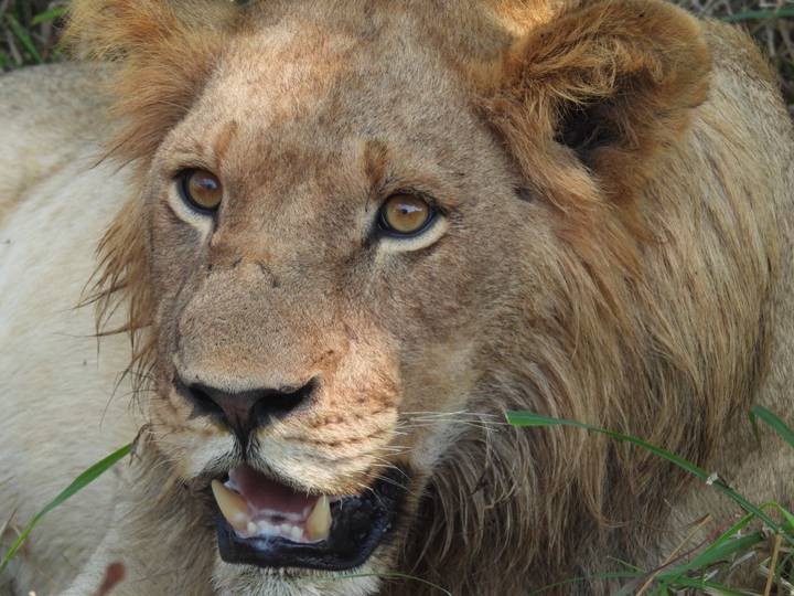 Intense close-up of a male lion’s face with golden eyes and grass in its mouth.