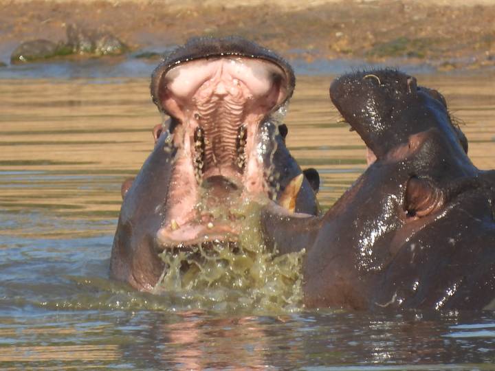 A hippo yawns wide, splashing water in a muddy pool.