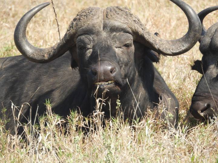 Close shot of an African buffalo resting in dry grass.