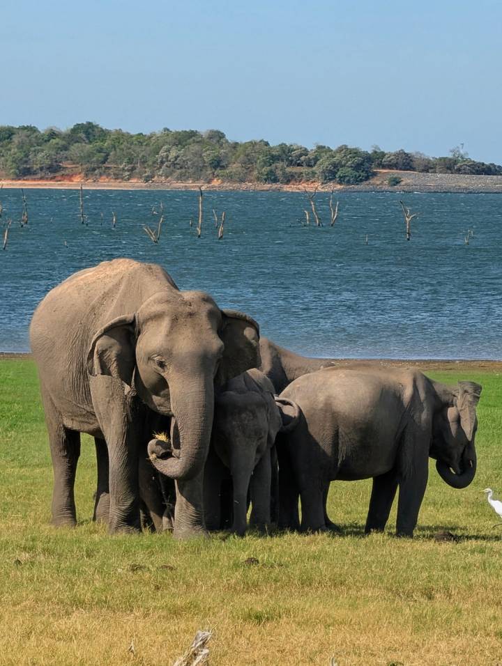 A small herd of elephants grazes beside a blue lake dotted with dead tree trunks.