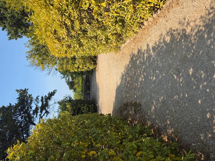 Gravel path meanders between tall manicured hedges under a clear blue sky.