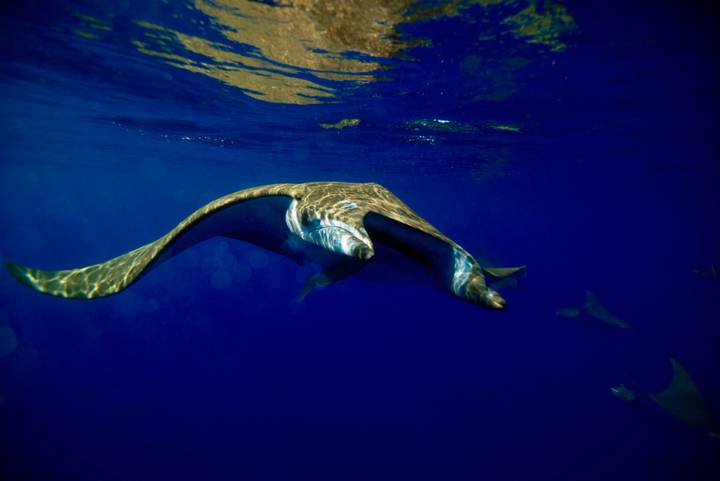 Graceful manta ray glides through deep blue water, sunlight rippling across its back.