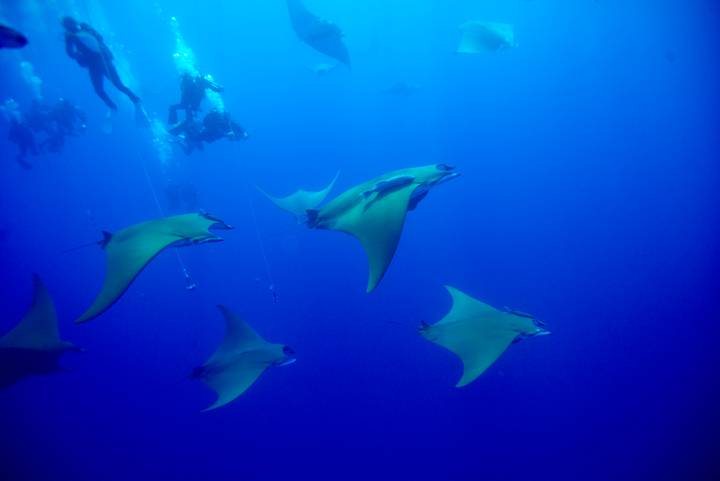 School of golden manta rays swims past scuba divers in deep blue water.