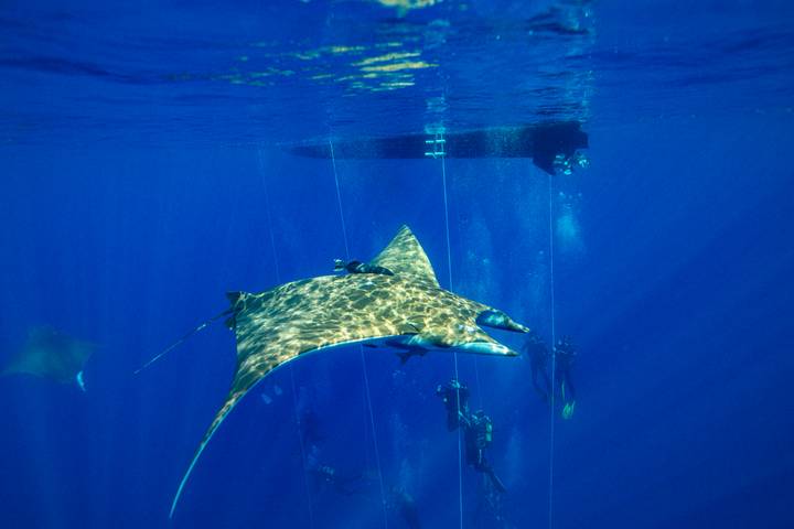 Spotted manta ray swims near dive lines with divers observing from a distance.