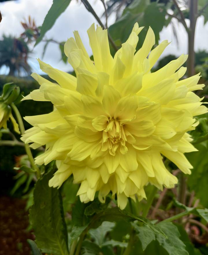 Soft yellow dahlia blossom in a garden setting.