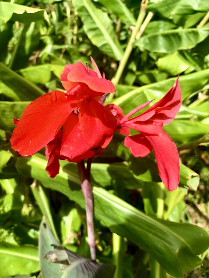 Vivid red flower petals captured in bright sunshine against green foliage.
