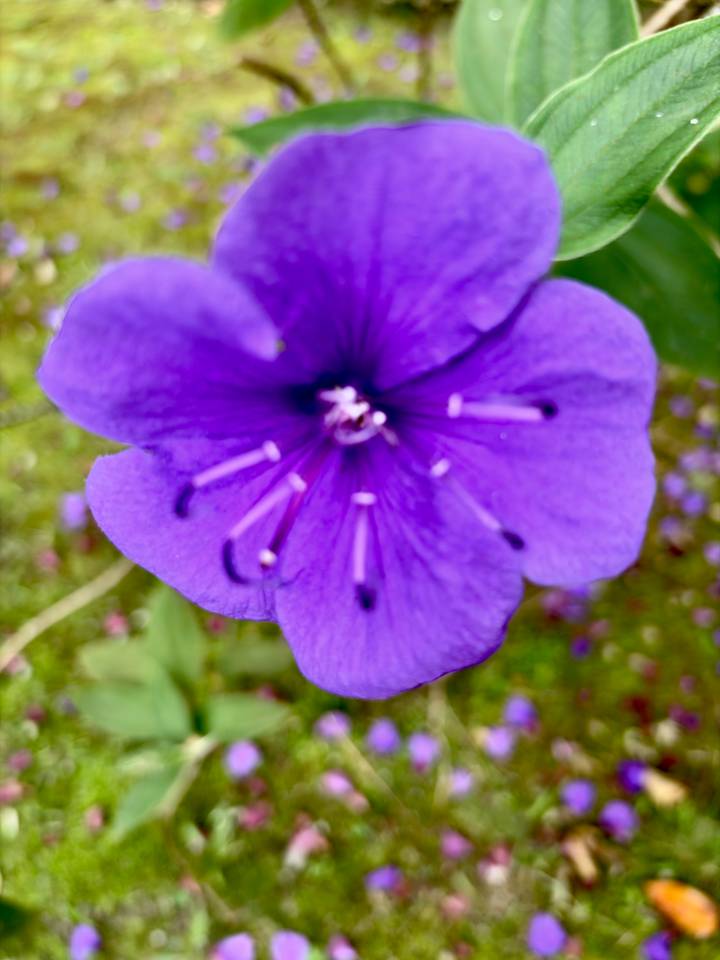Blurry close-up of a purple flower.