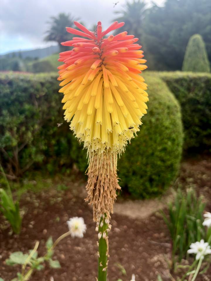 Yellow torch lily flower spike with small insects hovering nearby.