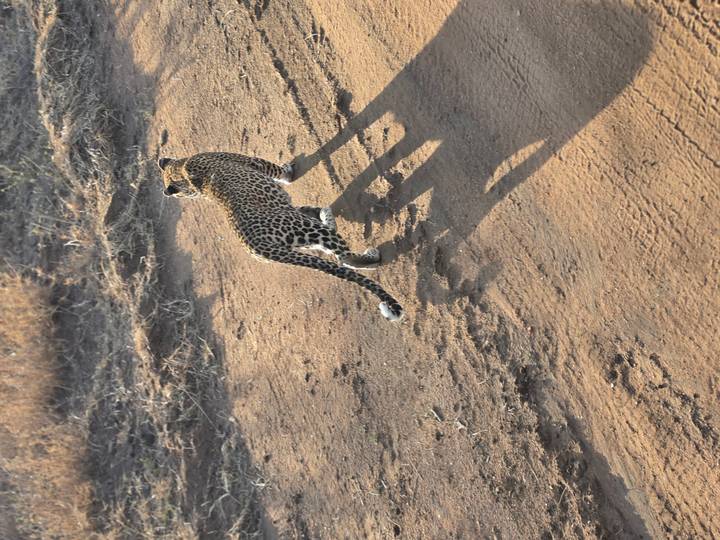Leopard walking along a dusty safari track casting a long morning shadow in the Serengeti.