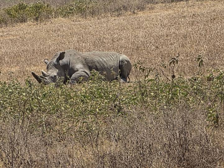 Solitary rhinoceros grazing behind bushes in an open golden grassland.