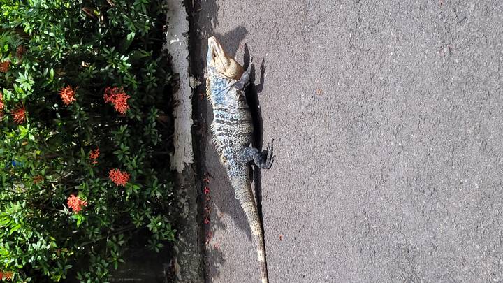 A large iguana with striped markings basks on an asphalt road near flowering bushes.