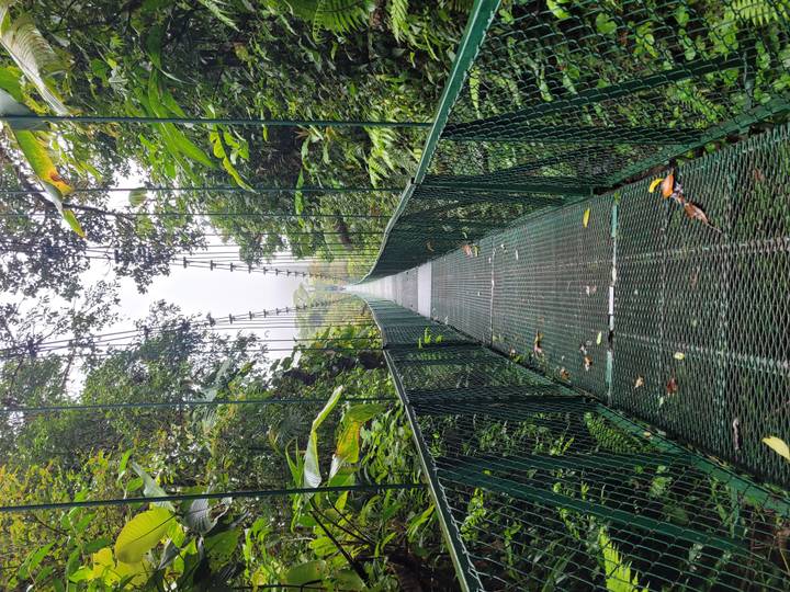 A long green metal suspension bridge stretches through lush rainforest foliage and mist.