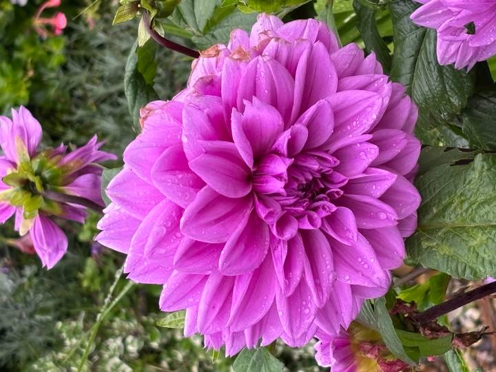 Close-up of vibrant pink dahlia bloom covered in fresh raindrops