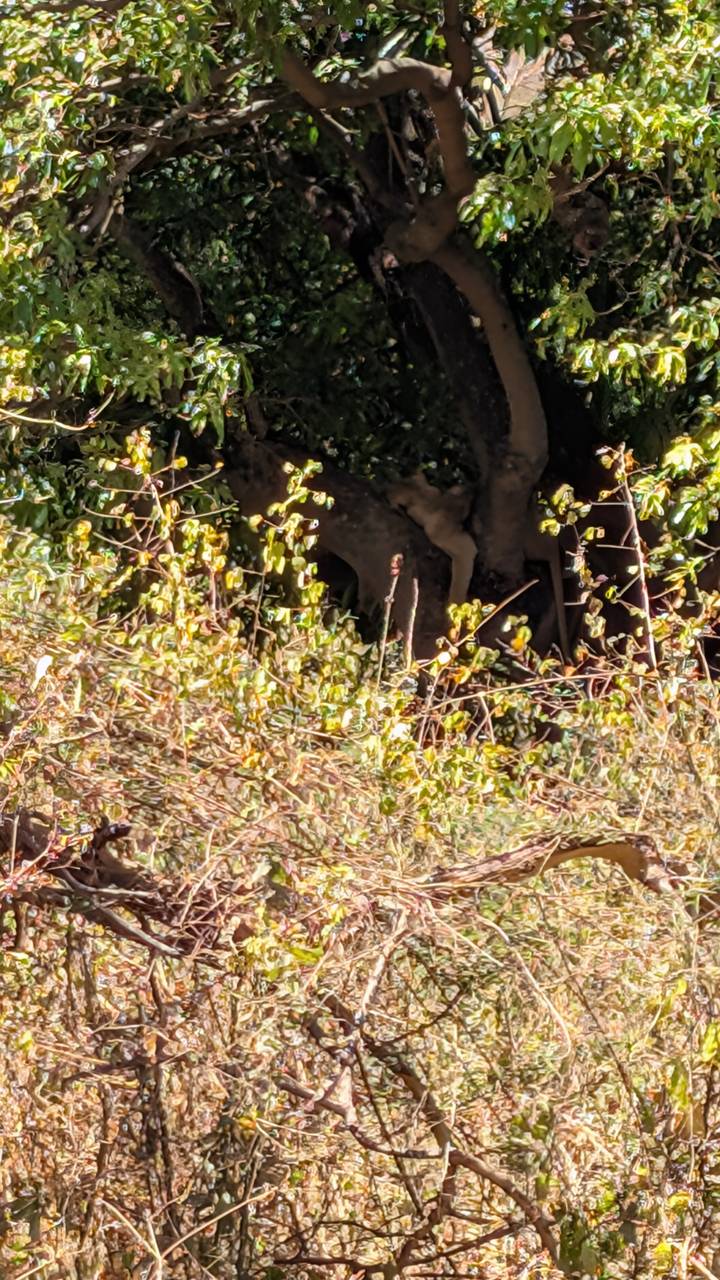 Out-of-focus image of dry shrubbery with indistinct wildlife partially hidden behind branches.