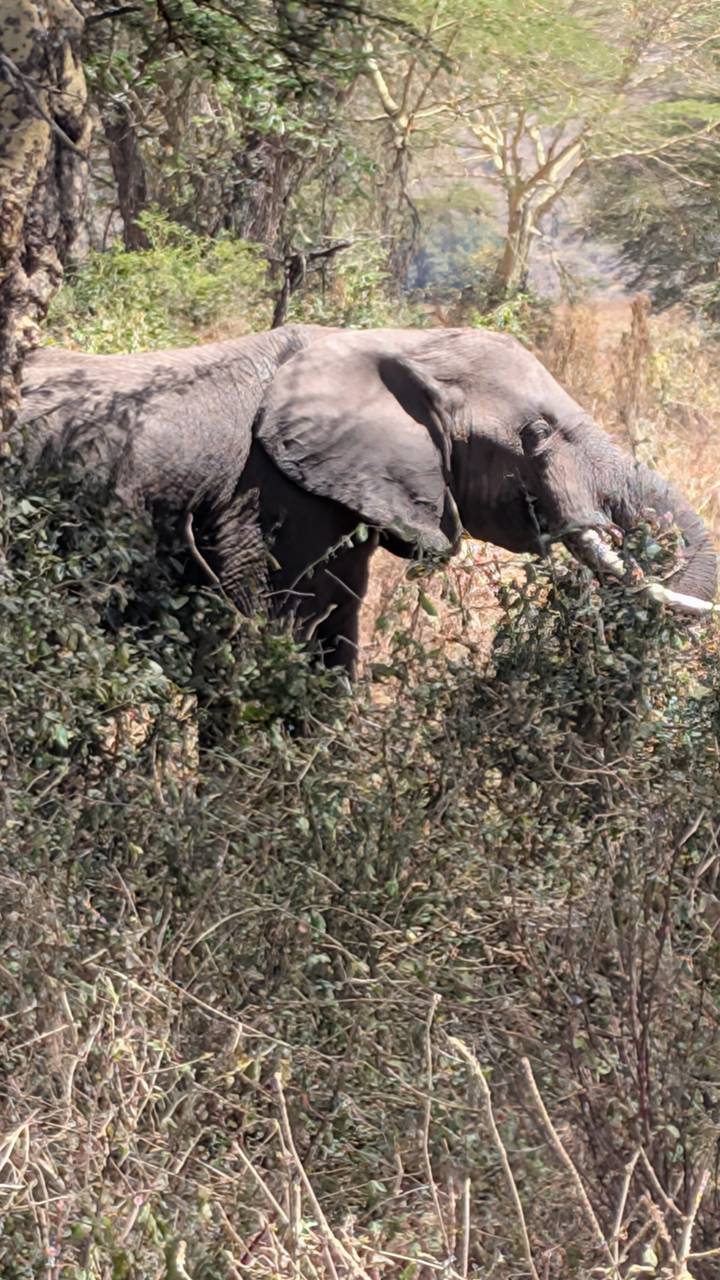 Close-crop of an elephant feeding amid dense bush, only part of the animal visible.