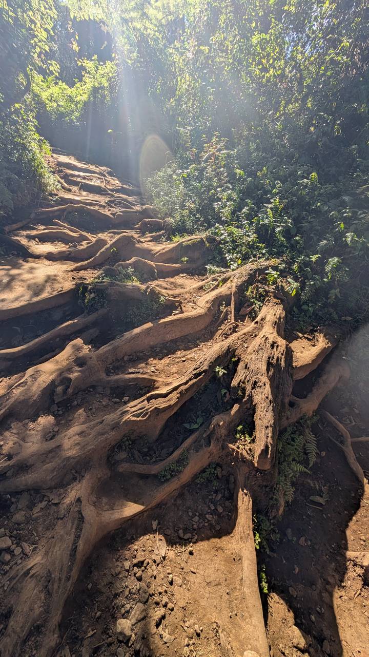 Exposed tree roots snaking across a dirt hiking trail with dappled sunlight.