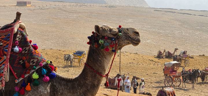 Decorated camel in colourful tassels with pyramids and tourists in hazy desert background