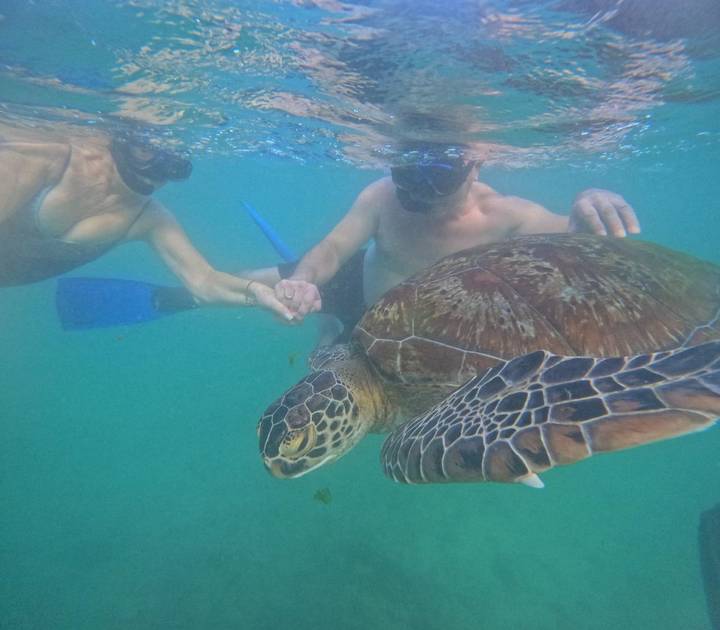 A couple snorkel hand-in-hand with a green sea turtle in clear turquoise water.