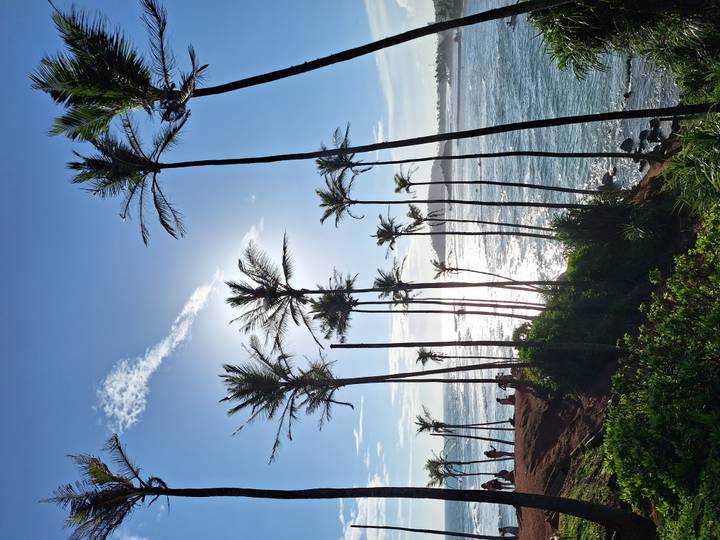 Tall slender palm trees on a coastal headland with bright sunlight reflecting off the ocean and small groups of visitors admiring the view.