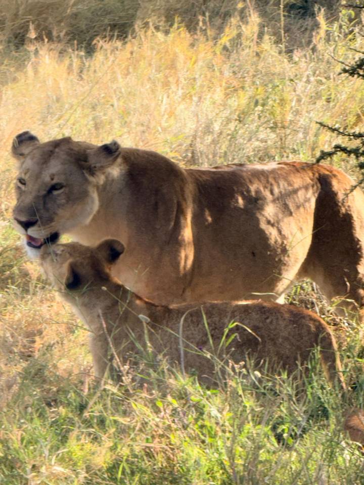 Blurred photo of a lioness nuzzling her cub in tall grass.