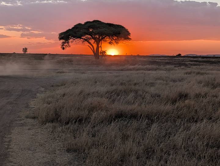 Vibrant orange sunset over African savanna with a lone acacia tree silhouetted against the glowing sky.