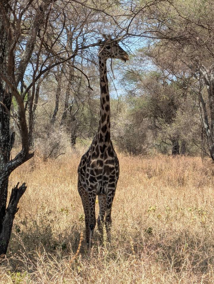 Tall giraffe stands alert among dry trees and golden grass in the savanna.