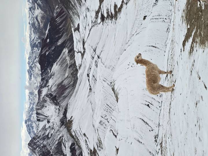Single alpaca standing on a snow-covered slope with Andean peaks behind