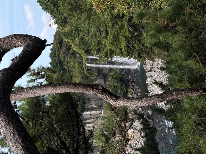 Tall waterfall plunging into rocky pool framed by pine trees on Jeju Island.