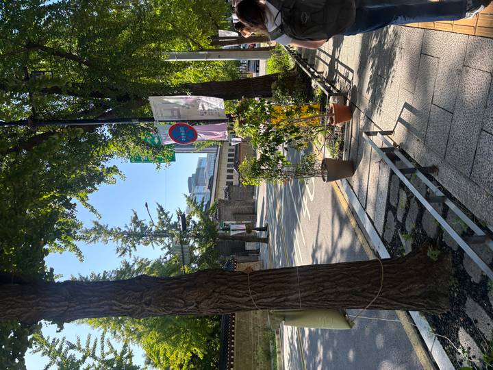 Quiet city street lined with tall ginkgo trees casting soft morning shadows.