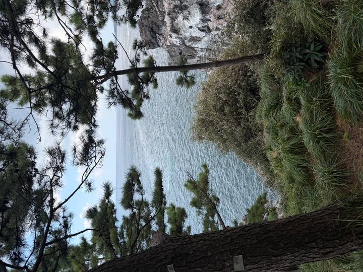 Coastal view framed by pine trees and grassy shrubs looking out over an expansive sea.