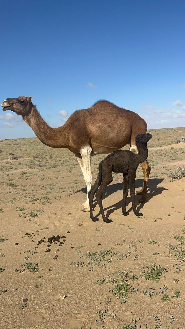 A camel with its newborn calf standing on sparse desert terrain under scattered clouds.