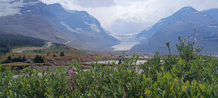 View toward Athabasca Glacier with alpine vegetation in the foreground