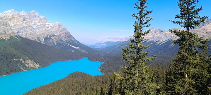 Iconic bright-blue Peyto Lake viewed from high lookout amid dense forest