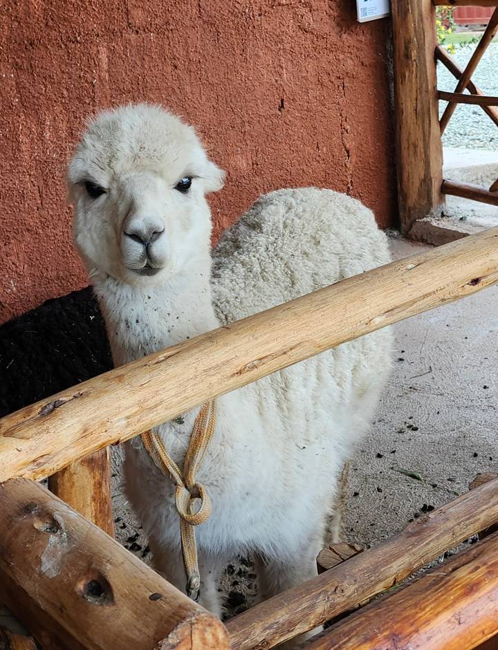 Close-up of a white alpaca looking over a wooden rail inside an enclosure.