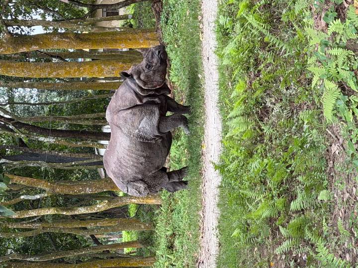 One-horned rhinoceros walks through a forest clearing surrounded by tall mossy trees.