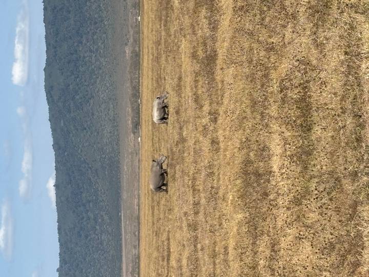 Two rhinoceroses graze on a vast golden grass plain with green crater walls in the distance.