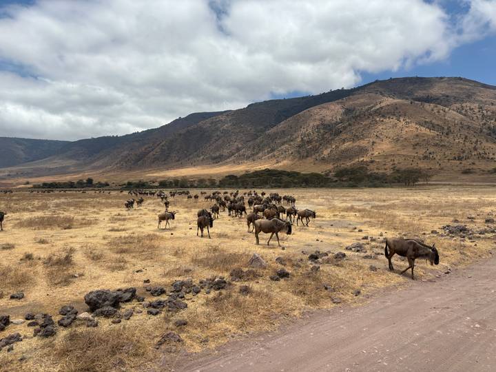 Large herd of wildebeest spreads across dry savannah beneath rolling hills and a partly cloudy sky.