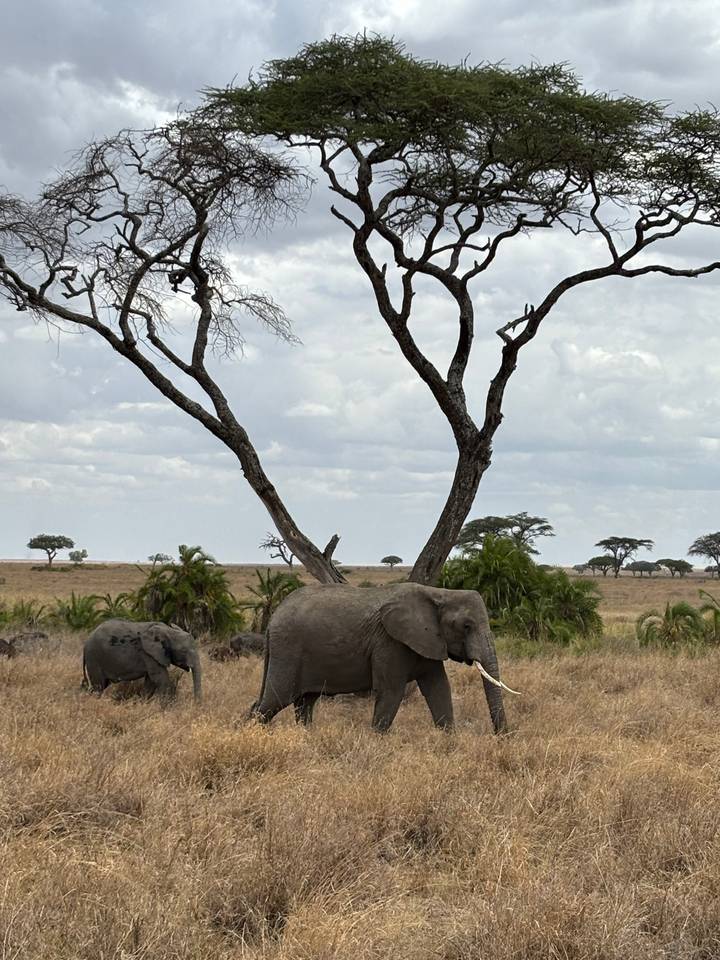 Elephants wander beneath an acacia tree on a dry grass plain with dramatic clouded sky.