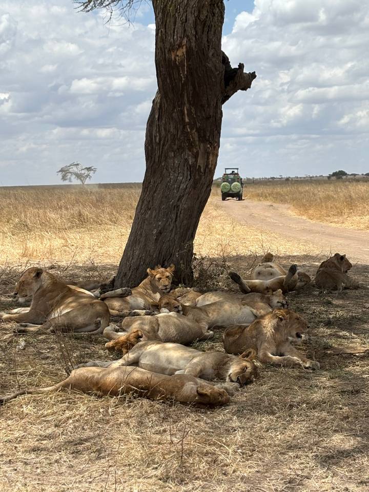 Pride of lions lounges in the shade of a tree while a safari vehicle approaches on a dusty track.