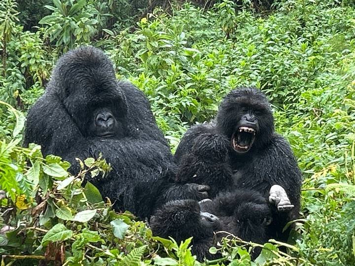 Two mountain gorillas sit among dense green foliage, one yawning with impressive teeth on display.