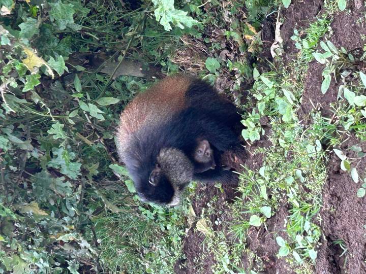Golden monkey crouches on forest floor, thick fur glowing with rusty tones.