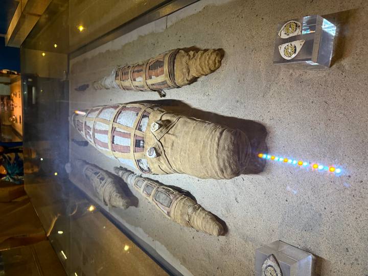 Mummified crocodiles of varying sizes displayed in a glass museum case on sand.