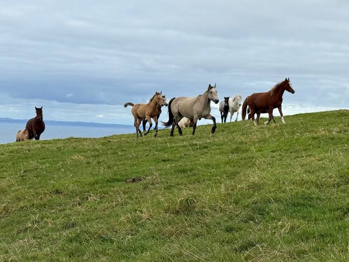 Herd of horses galloping across a green coastal pasture with the Atlantic Ocean behind.