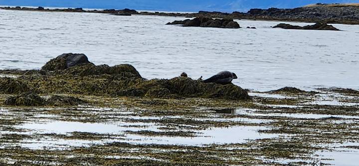 A lone seal rests on seaweed-covered rocks at low tide in a quiet bay.