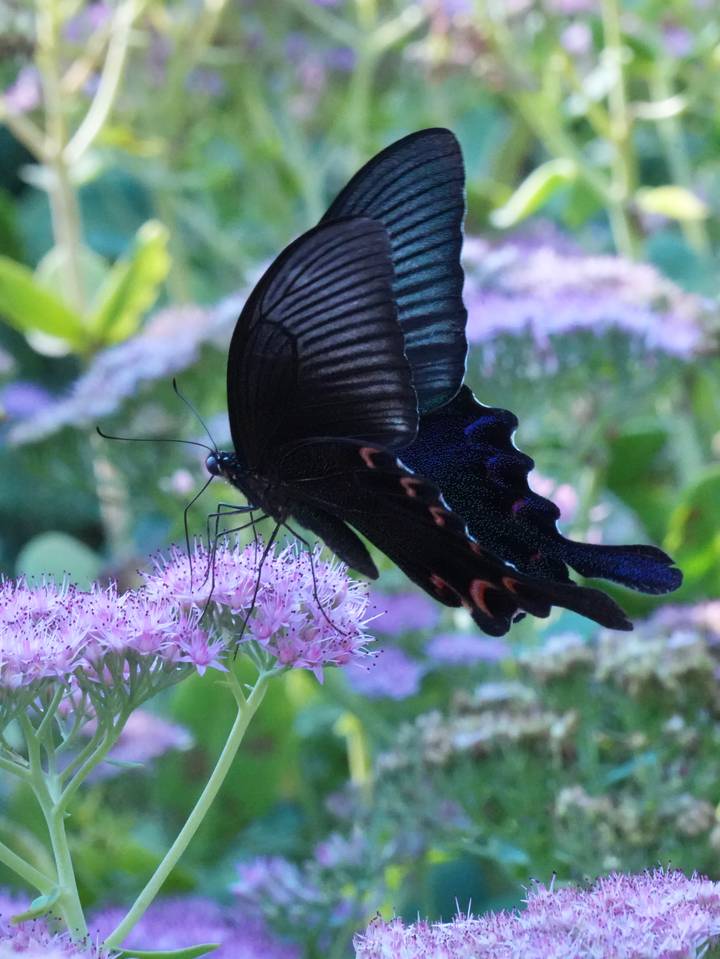 Black butterfly with iridescent blue and red markings feeding on pink cluster flowers in a garden.