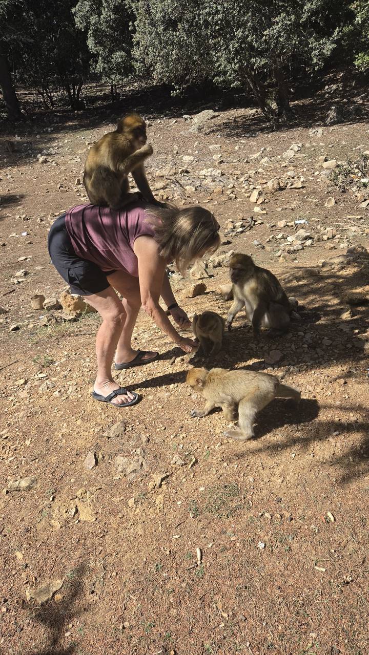 Woman bending down to feed three Barbary macaques on a rocky forest floor