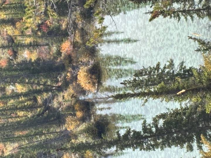 Close-up of clear turquoise water with conifer trees and autumn shrubs along the shoreline